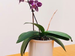 Orchidee